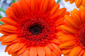 Gerbera flower
