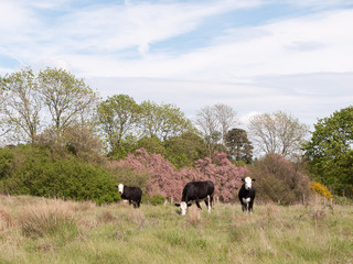 three black and white cows outside in a field eating and grazing on the grass milk cows of farmland in essex england uk country meadow