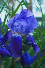 Purple violet iris flowers close up © stfole