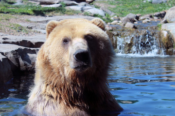 Fototapeta premium grizzly bear