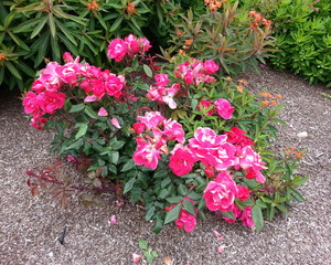 Bright Pink Rose Bush