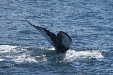 Whale tail