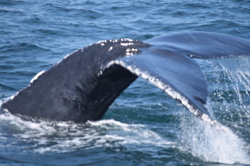 Whale tail