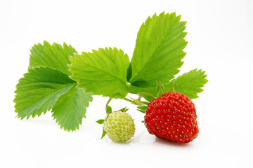 Ripe, juicy and appetizing strawberries and her leaves isolated on white background
