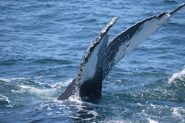 Whale tail