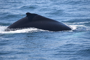 Whale in Atlantic Ocean
