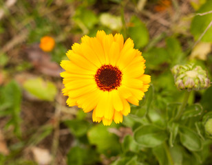 a gorgeous close up of a golden wild yellow gerbera outside on the ground on a spring day pretty blossom flower