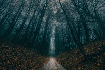 Herbstwald