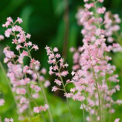 Heuchera Flowers pink on a flowerbed in the summer garden.