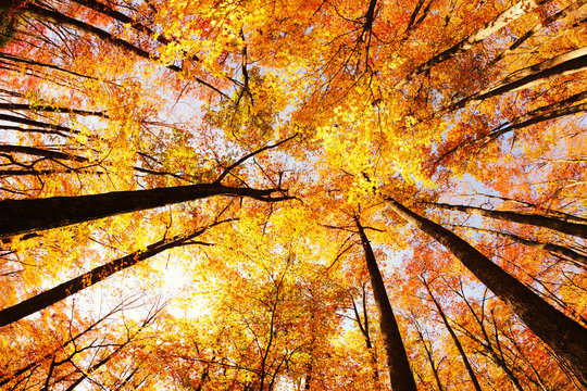 Beautiful colorful forest in Autumn