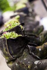 Obraz premium Army Boot Planters