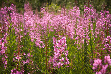 Fireweed angustifolia