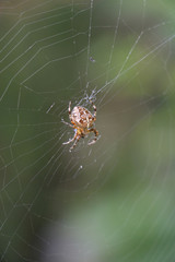 Spinne im Netz