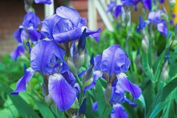 Purple violet iris flowers close up © stfole