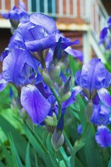 Purple violet iris flowers close up © stfole
