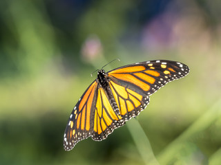 Fototapeta premium monarch butterfly (Danaus plexippus)