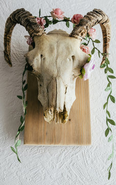 Rams Skull with flower garland decoration