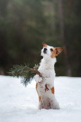 Jack Russell Terrier in nature