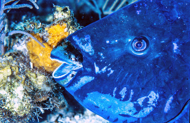 midnight parrotfish; Scarus coelestinus