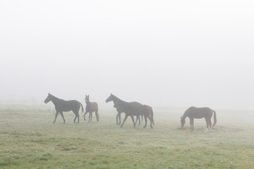 Naklejka na ściany i meble Pferde im Nebel