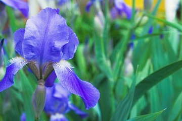 Purple violet iris flowers close up © stfole