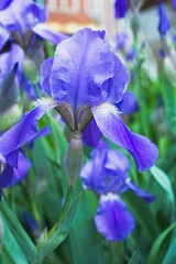 Purple violet iris flowers close up © stfole
