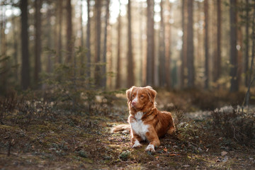 Nova Scotia duck tolling Retriever in nature