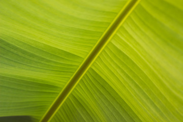 Green banana leaves made in the background