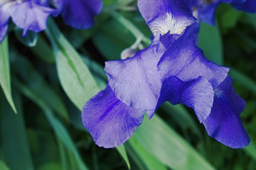 Purple violet iris flowers close up © stfole