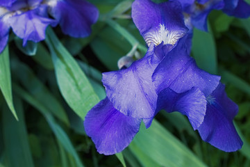 Purple violet iris flowers close up