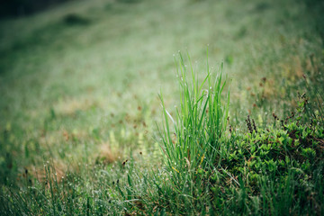 Close up of fresh thick grass with water drops in the early morning in mountains with shallow focus. Spring blossom background