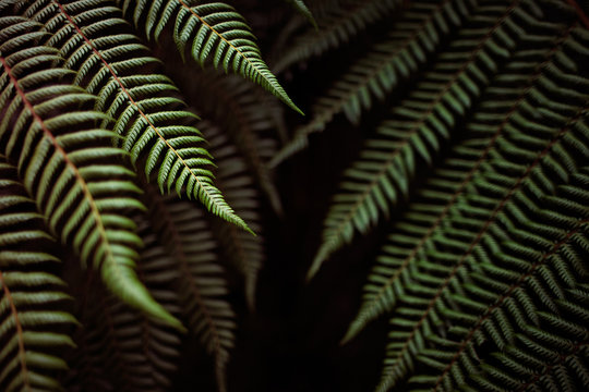 Beautiful long green summer ferns fall into the shadows