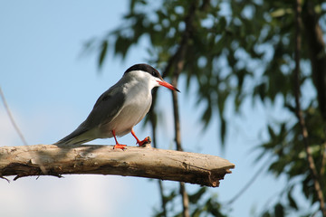 Common tern (Sterna hirundo) sitting on tree branch