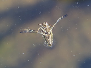 Naklejka premium Rückenschwimmer an Wasseroberfläche im Gartenteich