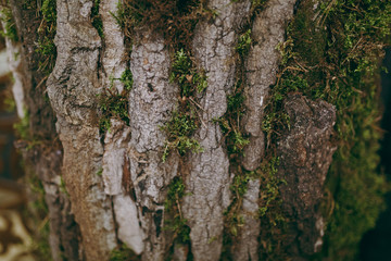 wood