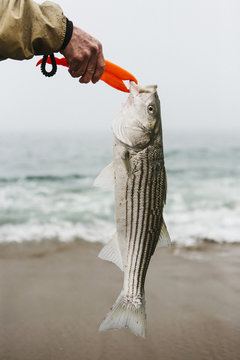 Early Season Striper
