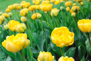 Yellow terry tulips