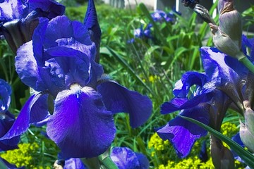 Purple violet iris flowers close up © stfole