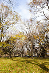 Central Park Lawn in Autumn