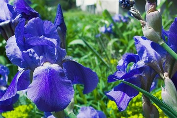 Purple violet iris flowers close up © stfole