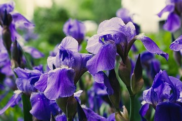 Purple violet iris flowers close up © stfole