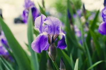 Purple violet iris flowers close up © stfole