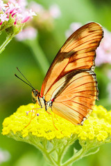 Julia butterfly close up macro shot