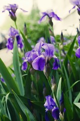 Purple violet iris flowers close up © stfole