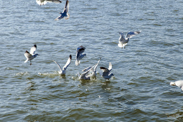 Seagulls over Water