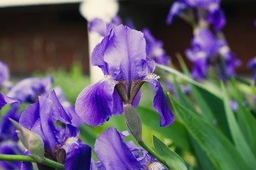 Purple violet iris flowers close up © stfole