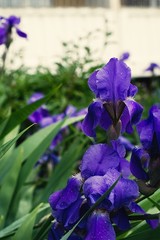 Purple violet iris flowers close up © stfole