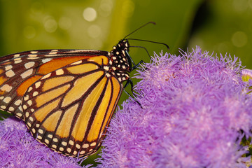 Monarch butterfly close up macro shot