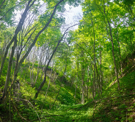 Dense forest in the ravine between the hills in central Russia.