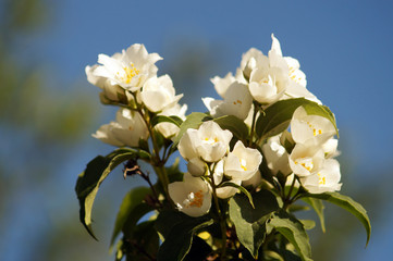 Bush branch with white flowers of jasmine.